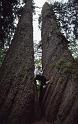 Big Trees 1986